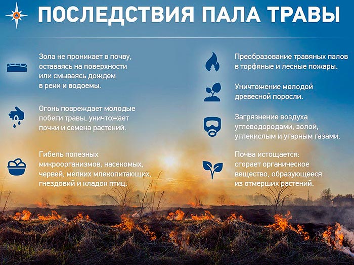 Последствия пала травы